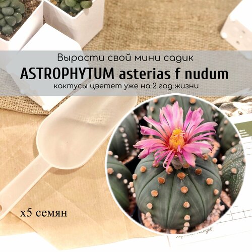     Astrophytum asterias f nudum /   .        