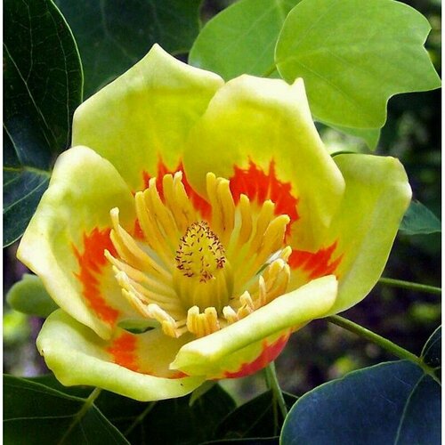   (Liriodendron tulipifera)