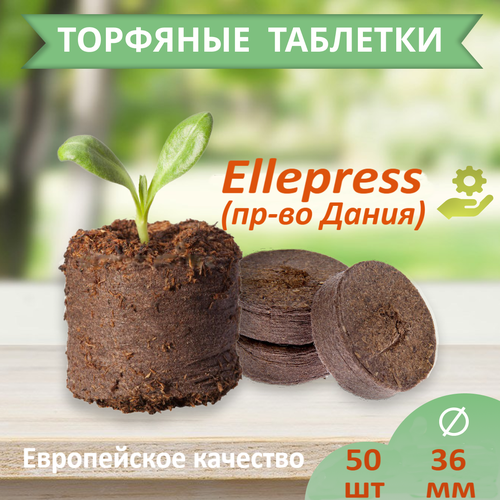     ELLEPRESS 36  50   -     , -,   