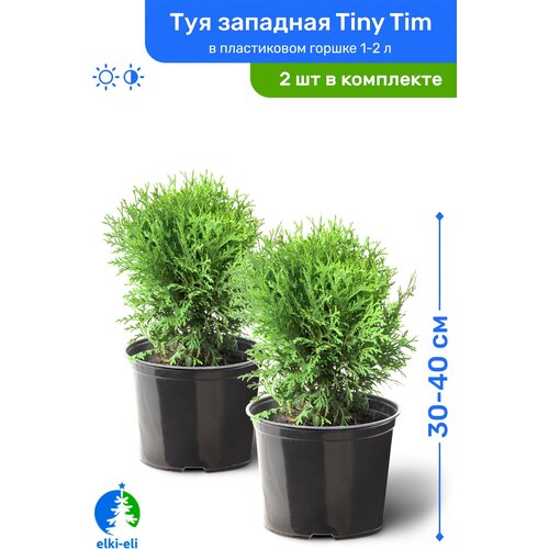    Tiny Tim ( ) 30-40     1-2 , ,   ,   2 