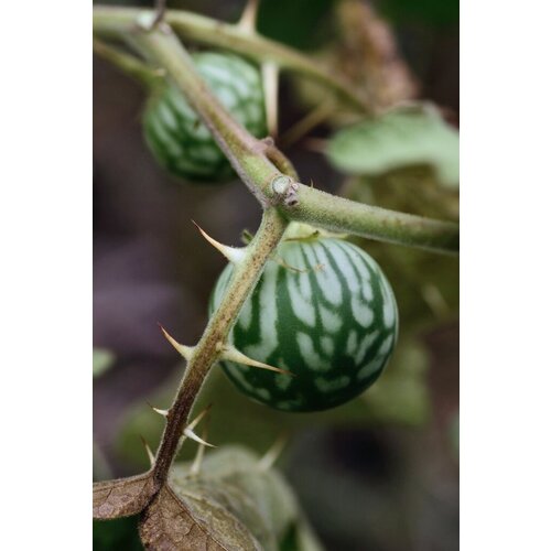    (. Solanum Viarum)  10
