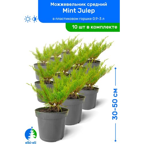    Mint Julep ( ) 30-50     0,9-3 , ,   ,   10 