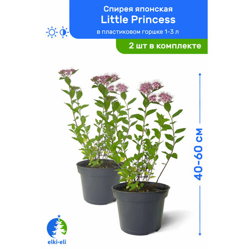    Little Princess ( ) 40-60     1-3 , ,   ,   2 