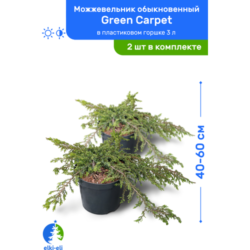    Green Carpet ( ) 40-60     3 , ,   ,   2   -     , -,   
