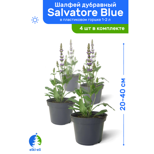    Salvatore Blue ( ) 20-40     1-2 , ,    ,   4 