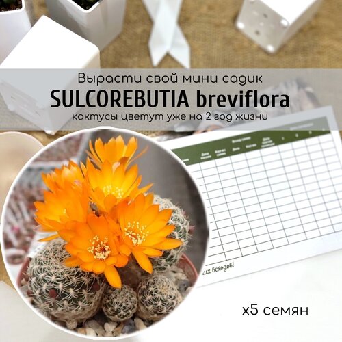   ,    (Sulcorebutia breviflora)      