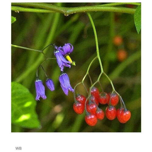    - (Solanum dulcamara) 15 .