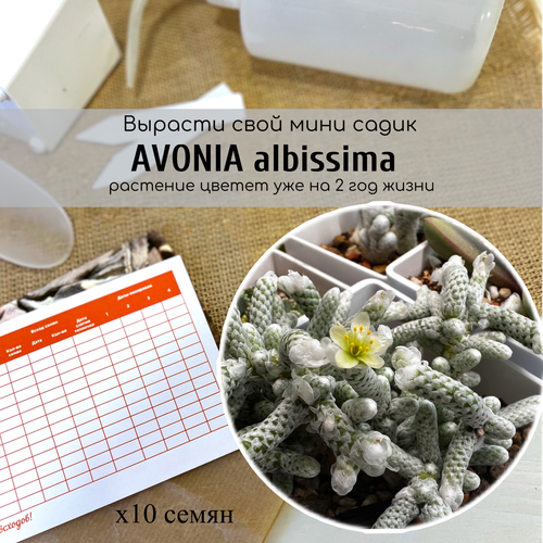   Avonia albissima   /   .   Anacampseros albissima