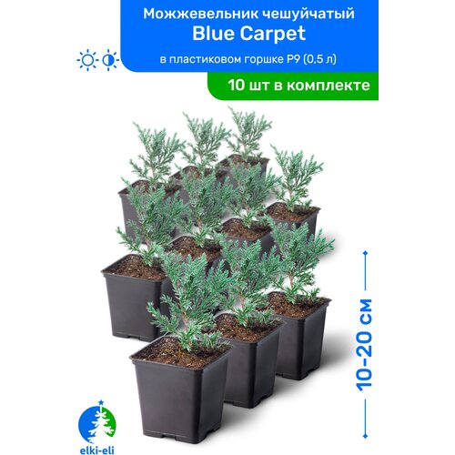    Blue Carpet ( ) 10-20     P9 (0,5 ), ,   ,   10 