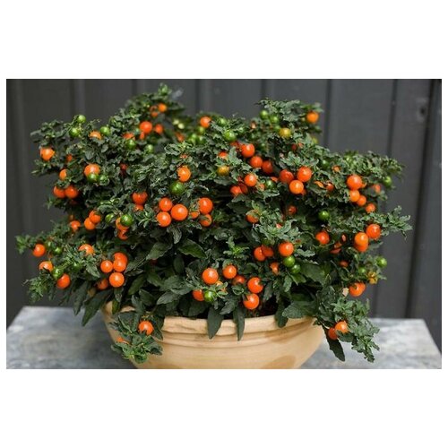    (. Solanum villosum)  25