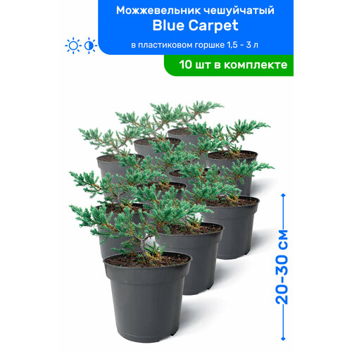    Blue Carpet ( ) 20-30     0,9-3 , ,   ,   10 