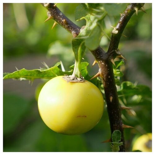    (. Solanum linnaeanum)  10