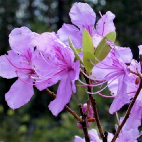      (. Rhododendron dauricum, ) 25 .