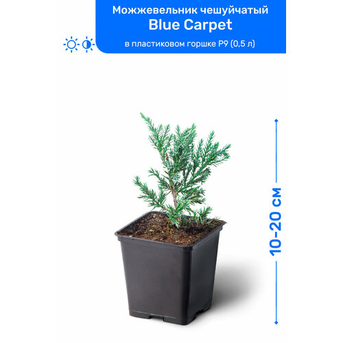    Blue Carpet ( ) 10-20     P9 (0,5 ), ,   