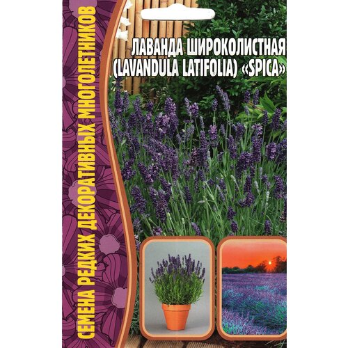    / Lavandula latifolia SPICA,  ( 1 : 30  )