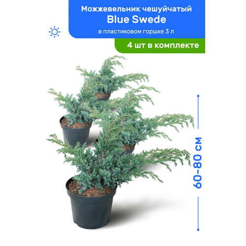    Blue Swede ( ) 60-80     3 , ,   ,   4 