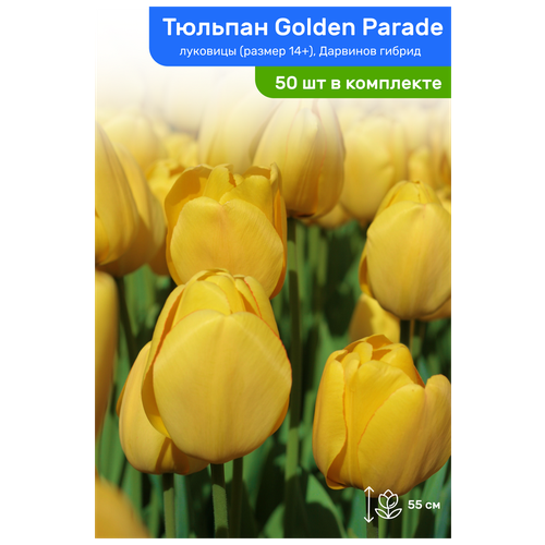   Golden Parade ( ), ,  14+,   50 