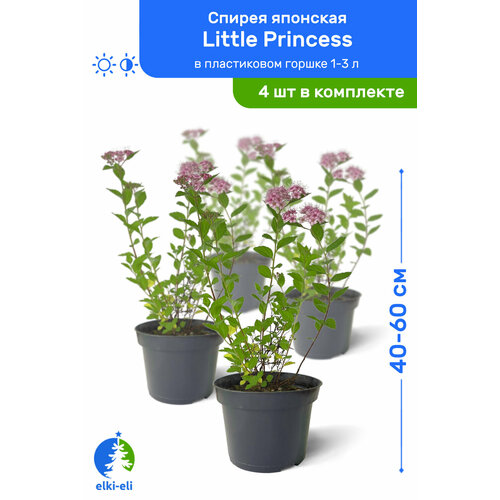     Little Princess ( ) 40-60     1-3 , ,   ,   4   -     , -,   