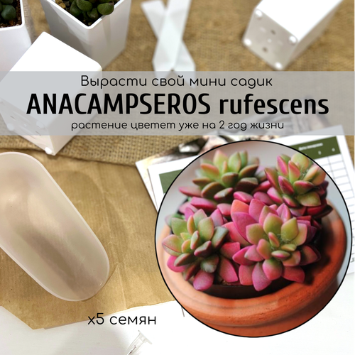     (Anacampseros rufescens)     /  - :   