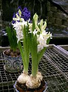     - Hyacinthus orientalis