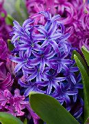 balcony flowers Hyacinth Hyacinthus