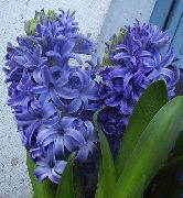 balcony flowers Hyacinth Hyacinthus