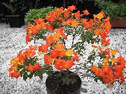 balcony flowers Marmalade Bush, Orange Browallia, Firebush Streptosolen