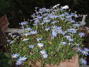 balcony flowers Blue Daisy Felicia amelloides
