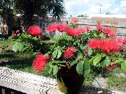 balcony flowers Red Powder Puff Calliandra