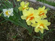 balcony flowers Daffodils, Daffy Down Dilly Narcissus