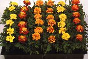 balcony flowers Marigold Tagetes