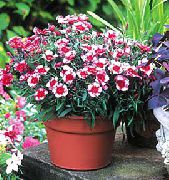 balcony flowers Dianthus chinensis Dianthus chinensis