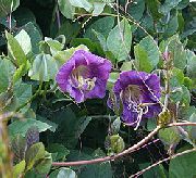 balcony flowers Cup and saucer plant, Cup and saucer vine Cobaea-scandens