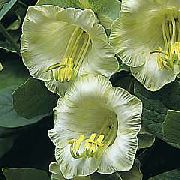 balcony flowers Cup and saucer plant, Cup and saucer vine Cobaea-scandens