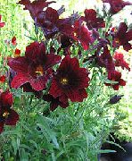balcony flowers Painted Tongue Salpiglossis