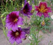 balcony flowers Painted Tongue Salpiglossis