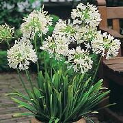 balcony flowers Love Flower, Lily of the Nile, African blue lily  Agapanthus-Umbellatus