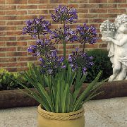 balcony flowers Love Flower, Lily of the Nile, African blue lily  Agapanthus-Umbellatus