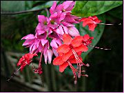 balcony flowers Clerodendron Clerodendrum