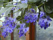 balcony flowers Clerodendron Clerodendrum