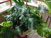 balcony plants Split Leaf Philodendron Monstera