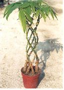 balcony plants Guiana chestnut, Water Chestnut Pachira