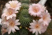 ვარდისფერი შიდა მცენარეები გვირგვინი Cactus (Rebutia) ფოტო