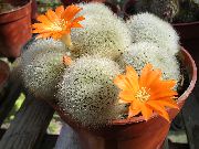 oranžový Izbové Rastliny Koruna Kaktus (Rebutia) fotografie