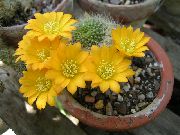 sarı Kapalı bitkiler Taç Kaktüs (Rebutia) fotoğraf