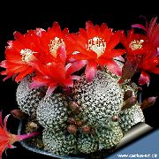 raudonas Vidinis augalai Crown Kaktusas (Rebutia) nuotrauka