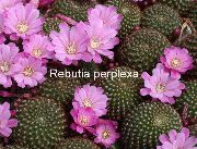იასამნისფერი შიდა მცენარეები გვირგვინი Cactus (Rebutia) ფოტო