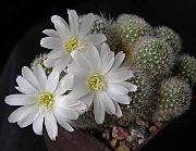 valkoinen Huonekasvit Kruunu Kaktus (Rebutia) kuva