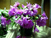 Páskar Kaktus lilac Planta