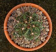 жовтий Домашні рослини Ферокактус (Ferocactus) фото